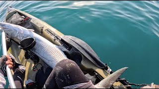 133 King Mackerel catch on kayak [upl. by Enidualc528]