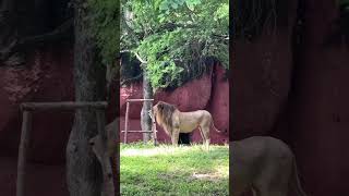 Zoopark youtubeshorts youtube likes nehruzoopark [upl. by Nawad]