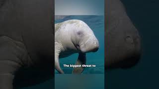 Facts You Didn’t Know About Manatees [upl. by Limaa]