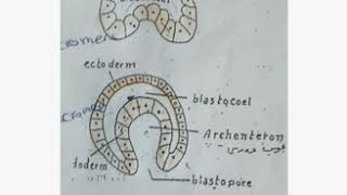 مراحل التطور الجنيني Gastrulation of Amphioxus [upl. by Delwin]