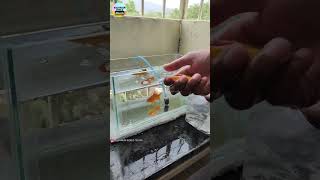 నా gold fish New TANK SETUP ఎలా ఉంది 💥😱🤯goldfish telugu trending viralvideo fish aquarium [upl. by Nomelc837]