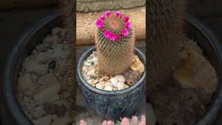 👑💐 💗 A Crown of Pink Blossoms Mammillaria spinosissima quotSpiny Pincushion Cactusquot ✨💗🌵 [upl. by Arua]