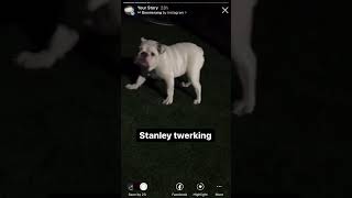 Dog Twerking [upl. by Aihcats]