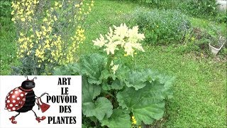 Tuto jardin Semis de rhubarbe comment faire un semis Plante vivace [upl. by Aneert]