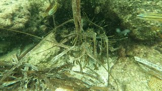 Lobster Mini Season 2022 in the Florida Keys  Day 1 [upl. by Keldah]