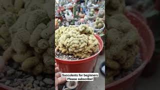 Brain Cactus  Mammillaria Elongata Cristata [upl. by Alliber]