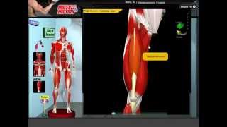 Muscular Anatomy Insertions amp Movements [upl. by Aila]