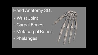 Hand Bones Anatomy 3D animated model Carpal Bones Metacarpal Bones and Phalanges Wrist Joint [upl. by Darra]