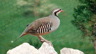 CHUKAR HUNT [upl. by Adiasteb359]