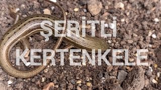 Şeritli Kertenkele  Trachylepis vittata  Banded lizard [upl. by Airtap]