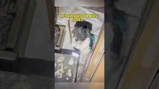 DOG Saves His Owners’ Lives in Abandoned House… [upl. by Ebonee]