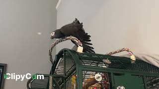 Merlin the African Grey Timneh parrot is feeling quite pretty today [upl. by Franciscka]