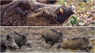 CARBON FEVER  best wild boar driven hunt  Drückjagd [upl. by Darcey]