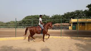 How to raid one the Stallion  Badahorse1 Marwarihorse horselover [upl. by Iruahs]