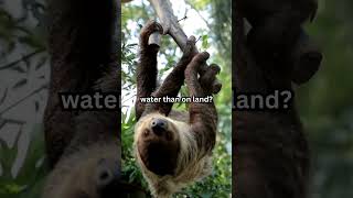 Sloths can move three times faster in water than on land shorts facts animalfacts funfacts [upl. by Luemas]