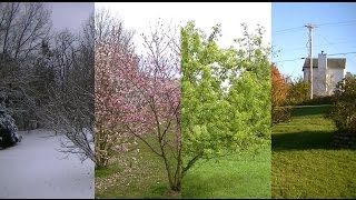 Seasons Timelapse Winter Spring Summer Fall [upl. by Ecneret561]