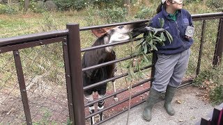 オカピもぐもぐタイム 金沢動物園 2017年11月26日 [upl. by Icnarf]