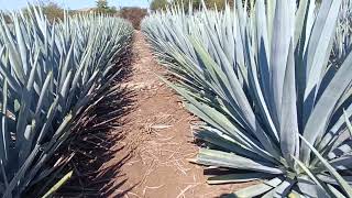 hablando del precio del agave 2024 [upl. by Brufsky]