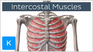 Intercostal Muscles  Function Area amp Course  Human Anatomy  Kenhub [upl. by Wales]