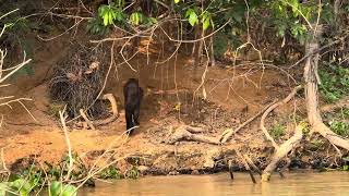 Ariranha 🦦 do Pantanal Matogrossense  Giant Otter of Pantanal  Pteronura Brasiliensis [upl. by Wycoff]