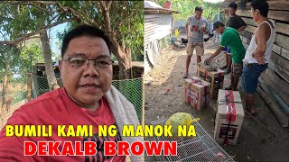 Pagbili ng Manok na Dekalb Brown sa Paniqui Tarlac [upl. by Reehsab]