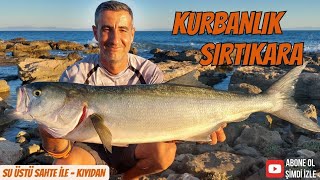 Balık Avı  Kurbanlık Sırtıkara  Bluefish  Su Üstü Sahte İle Lüfer Kofana Avında Gelen Sırtıkara [upl. by Nnairret530]