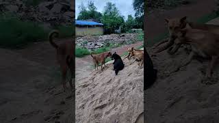 streetdogkalu doglife viralshortviral doglover dog dogfights short puppydog puppy funny [upl. by Trinity]