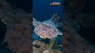 Fakta Menarik Hiu Wobbegong Atau Hiu Karpet shotrs feedshorts [upl. by Sari678]