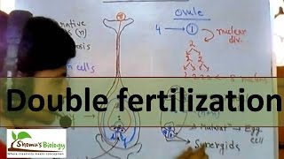 Double fertilization in plants [upl. by Jandel862]