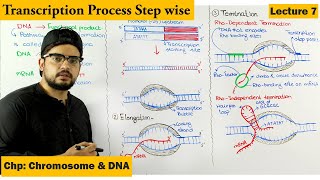 Transcription  Gene Expression  Lecture 7 [upl. by Ogires]