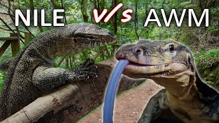 Which Is The Better Pet  Asian Water Monitor vs Nile Monitor [upl. by Dugaid968]