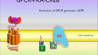 PicScience GPCR PKA CREB [upl. by Chucho33]