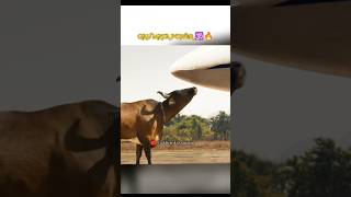 POWER OF GAU MATA 🕉️🔥 youtubeviralshorts sanatani [upl. by Novrej]