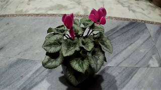 नर्सरी से लाये इस सुन्दर पौधेcyclamen के बारे में कलेक्ट की ये जानकारी I [upl. by Iidnarb]