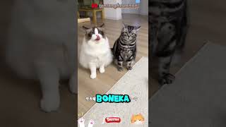 ide kreatif dari bulu kucing⁉️ [upl. by Enirehtakyram]