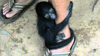 baby spider monkey [upl. by Marsiella268]