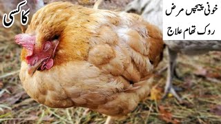 Prevention and Treatment of Coccidiosis in Poultry  Remedy for Coccidiosis in Chickens  Coccidia [upl. by Ellohcin620]