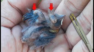 TIRANDO BERNE PARASITANDO EM FILHOTES DE PAPA CAPIM Removing parasite from baby Bird [upl. by Strohl301]