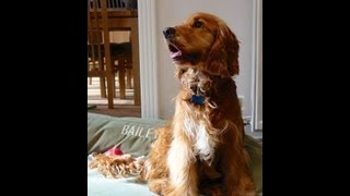 How to Stop Your Dog Barking in the Garden [upl. by Ailbert]