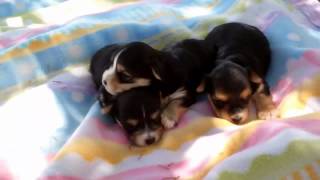 Morkie Puppies 2  weeks old [upl. by Hazeghi]