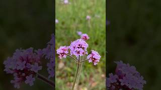 버베나 꽃말 가족의 화합 柳叶马鞭草 Verbena bonariensis [upl. by Heise]