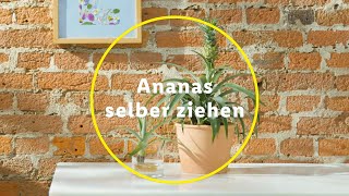 Ananas selber ziehen So einfach gehts [upl. by Darrow]