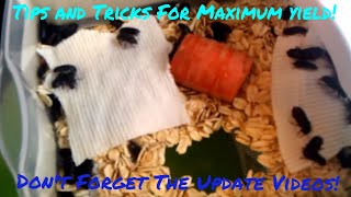 Raising and breeding mealworms Updated Videos In Description [upl. by Imtiaz]