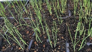 How to start bunching onion seeds [upl. by Yousuf939]