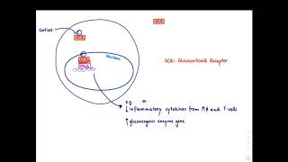 Brandls Basics Glucocorticoids Mechanism of action and adverse effects longer version [upl. by Eberhard115]