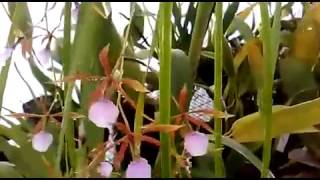 Epidendrum bractescens Encyclia bractescensSpecies orchid of Central America [upl. by Dickenson]