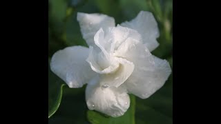 Cape Jasmine  Tabernaemontana divaricata [upl. by Older]