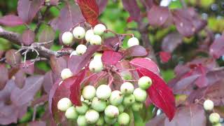 Viburnum prunifolium blackhaw [upl. by Cornel]