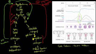 415  Hormonale regulatie van de menstruatiecyclus [upl. by Eeuqram]