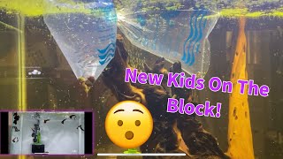 New Fish New Tank New New New fish tetra fishkeeping viral pnw pets animals aquascape [upl. by Arramahs]